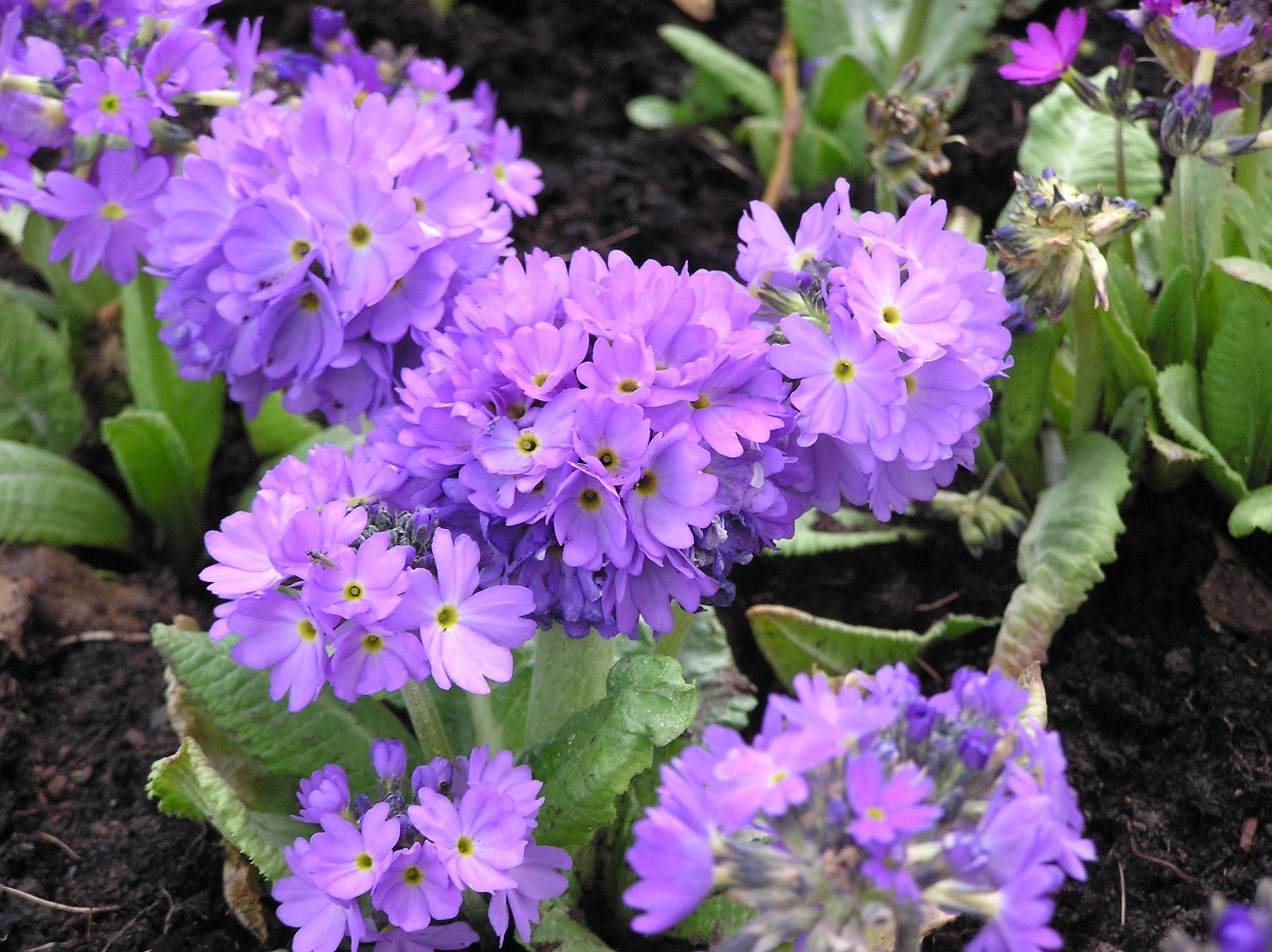 Primula denticulata 'Lilac'
